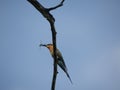 A bee eater bird catch prey Royalty Free Stock Photo