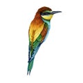 Bee-eater bird watercolor illustration. Hand drawn bright wildlife Europe avian. European bee-eater single element on
