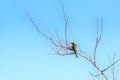 Bee eater bird