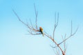 Bee eater bird