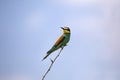 Bee eater birds in various postures Royalty Free Stock Photo