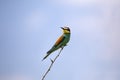 Bee eater birds in various postures