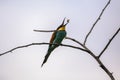 Bee eater birds in various postures Royalty Free Stock Photo