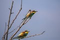 Bee eater birds in various postures Royalty Free Stock Photo