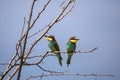 Bee eater birds in various postures Royalty Free Stock Photo