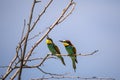 Bee eater birds in various postures