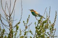 Bee eater birds