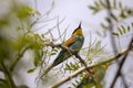 Bee eater birds in various postures