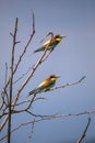 Bee eater birds in various postures Royalty Free Stock Photo
