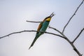 Bee eater birds in various postures Royalty Free Stock Photo