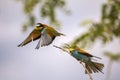 Bee eater birds in various postures Royalty Free Stock Photo