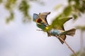 Bee eater birds in various postures Royalty Free Stock Photo