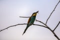 Bee eater birds in various postures