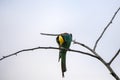 Bee eater birds in various postures Royalty Free Stock Photo