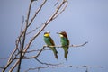 Bee eater birds in various postures Royalty Free Stock Photo