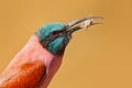 Bee-eater with catch in the bill. Portrait of pink Northern Carmine Bee-eater, Botswana. Detail portrait of heed pink bird. Wildli Royalty Free Stock Photo