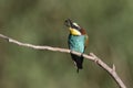 Bee eater catch insect Royalty Free Stock Photo