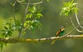 Bee-eater catching insect Royalty Free Stock Photo