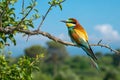 Bee-eater of colors of the rainbow. Bird of colors in freedom Royalty Free Stock Photo