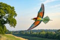 Bee-eater of colors of the rainbow. Bird of colors in freedom Royalty Free Stock Photo