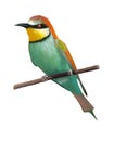 Bee-eater