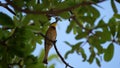 Bee-eater eating a dragonfly Royalty Free Stock Photo