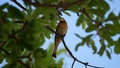 Bee-eater eating a dragonfly Royalty Free Stock Photo
