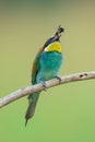 Bee-eater eating an insect Royalty Free Stock Photo