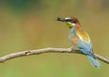 Bee-eater eating an insect Royalty Free Stock Photo
