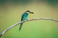 Bee-eater eating an insect Royalty Free Stock Photo