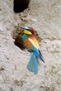 Bee-eater at the entrance of its nest Royalty Free Stock Photo