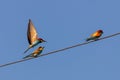 Bee-eater, European bee-eater birds on wire Royalty Free Stock Photo