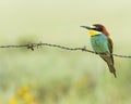 Bee-eater europeo(Merops apiaster) Royalty Free Stock Photo