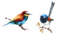 Bee-eater and Fairy Wren Birds Watercolor Illustration Set Hand Drawn