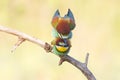 Bee-eater, Family makes love. Two birds sit on a branch and are engaged in the creation of offspring