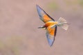 Bee Eater flying on blurred background Royalty Free Stock Photo