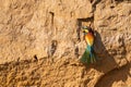 One European bee-eater perched in front of nest entrance Royalty Free Stock Photo