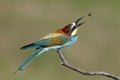 Bee eater fun Royalty Free Stock Photo