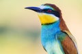 Bee-eater golden close-up portrait