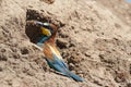 Bee-eater with insect Royalty Free Stock Photo