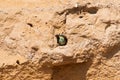 One European bee-eater chick in front of nest entrance Royalty Free Stock Photo