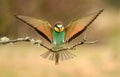 bee-eater lands with open wings Royalty Free Stock Photo