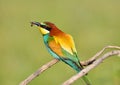 Bee-eater on leafless branch. Royalty Free Stock Photo