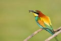 Bee-eater on leafless branch. Royalty Free Stock Photo