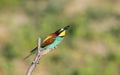 Bee eater lunch Royalty Free Stock Photo