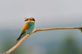 Bee Eater - Meropidae Merops apiaster