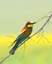 Bee eater (merops apiaster) Royalty Free Stock Photo