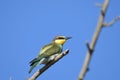 Bee - eater Merops apiaster