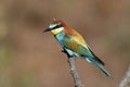 Bee-eater, Merops apiaster