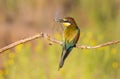 Bee-eater, Merops apiaster. The most colorful bird of Eurasia. Bird caught prey